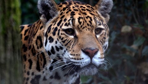 Обои взгляд, хищник, ягуар, зоопарк, большой кошка, look, predator, jaguar, zoo, big cat разрешение 4357x2906 Загрузить
