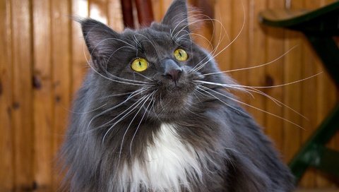 Обои кот, мордочка, усы, кошка, взгляд, к, мейн-кун, cat, muzzle, mustache, look, to, maine coon разрешение 1920x1200 Загрузить