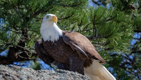 Обои хвоя, ветки, птица, клюв, перья, белоголовый орлан, needles, branches, bird, beak, feathers, bald eagle разрешение 4450x2503 Загрузить