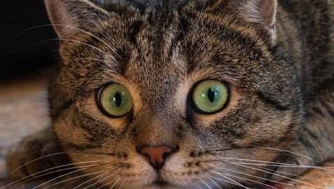 Обои кот, мордочка, усы, кошка, взгляд, cat, muzzle, mustache, look разрешение 2560x2398 Загрузить