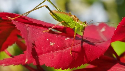 Обои природа, листья, насекомое, кузнечик, nature, leaves, insect, grasshopper разрешение 3840x2160 Загрузить