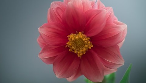 Обои макро, цветок, георгин, macro, flower, dahlia разрешение 5363x3859 Загрузить