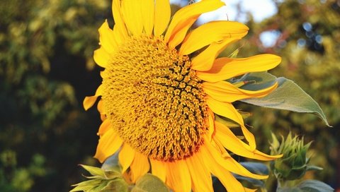 Обои желтый, макро, цветок, лето, лепестки, подсолнух, yellow, macro, flower, summer, petals, sunflower разрешение 4608x3072 Загрузить