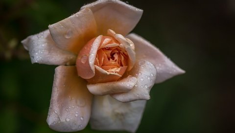 Обои макро, фон, капли, роза, лепестки, macro, background, drops, rose, petals разрешение 2048x1339 Загрузить
