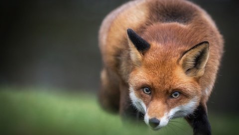 Обои морда, взгляд, лиса, лисица, животное, face, look, fox, animal разрешение 3000x2000 Загрузить
