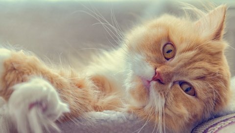Обои кот, мордочка, усы, кошка, взгляд, рыжий кот, персидская кошка, cat, muzzle, mustache, look, red cat, persian cat разрешение 1980x1320 Загрузить