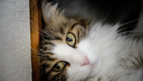 Обои портрет, кот, мордочка, усы, кошка, взгляд, portrait, cat, muzzle, mustache, look разрешение 4928x3280 Загрузить