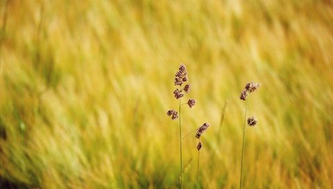 Обои трава, природа, макро, поле, размытость, полевые цветы, grass, nature, macro, field, blur, wildflowers разрешение 1936x1296 Загрузить