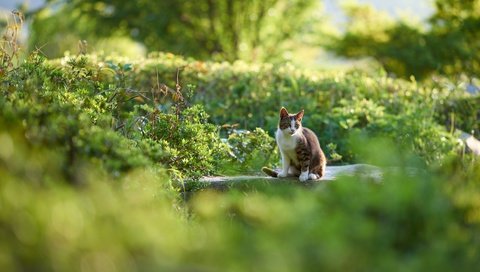 Обои природа, зелень, кот, мордочка, кошка, взгляд, nature, greens, cat, muzzle, look разрешение 7360x4912 Загрузить