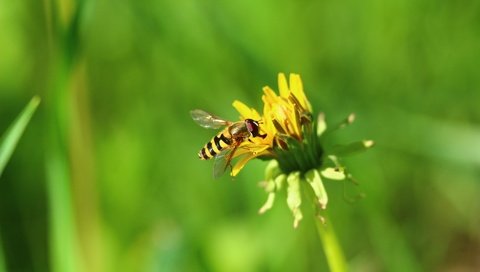 Обои природа, зелень, насекомое, цветок, одуванчик, муха, пчеловидная муха, nature, greens, insect, flower, dandelion, fly, pchelovodny fly разрешение 1920x1280 Загрузить