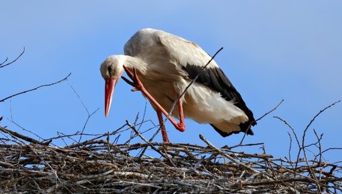 Обои небо, птица, клюв, перья, аист, гнездо, белый аист, the sky, bird, beak, feathers, stork, socket разрешение 1920x1080 Загрузить