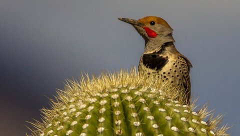 Обои птица, клюв, кактус, дятел, шилоклювый дятел, bird, beak, cactus, woodpecker, silkly woodpecker разрешение 2048x1266 Загрузить