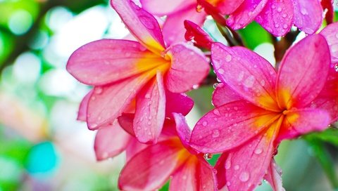 Обои цветы, роса, капли, плюмерия, flowers, rosa, drops, plumeria разрешение 3840x2571 Загрузить