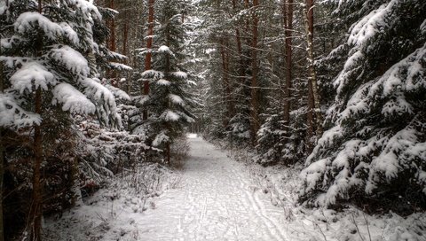 Обои деревья, снег, лес, зима, дорожка, ель, следы, хвойные, trees, snow, forest, winter, track, spruce, traces, coniferous разрешение 1920x1200 Загрузить