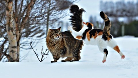 Обои снег, зима, ситуация, прыжок, коты, кошки, нападение, snow, winter, the situation, jump, cats, attack разрешение 2048x1364 Загрузить