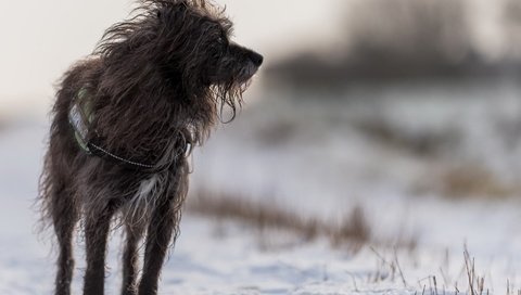 Обои снег, зима, собака, люси, ирландский волкодав, juergen libertus￼, snow, winter, dog, lucy, the irish wolfhound разрешение 1920x1274 Загрузить