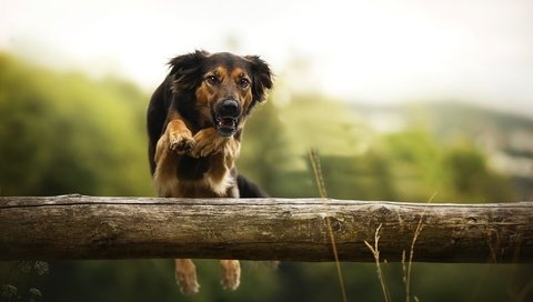 Обои собака, прыжок, барьер, dog, jump, barrier разрешение 2048x1309 Загрузить