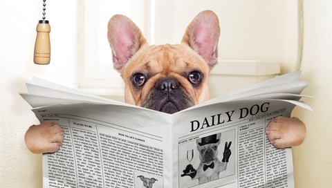 Обои собака, юмор, газета, пес, мопс, dog, humor, newspaper, pug разрешение 3840x2880 Загрузить