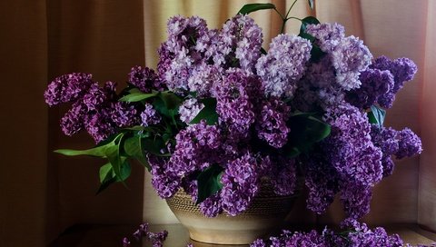 Обои цветы, шторы, стол, букет, сирень, натюрморт, flowers, curtains, table, bouquet, lilac, still life разрешение 2000x1620 Загрузить