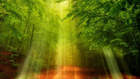 Обои свет, дорога, деревья, природа, лес, солнечные лучи, light, road, trees, nature, forest, the sun's rays разрешение 2560x1707 Загрузить