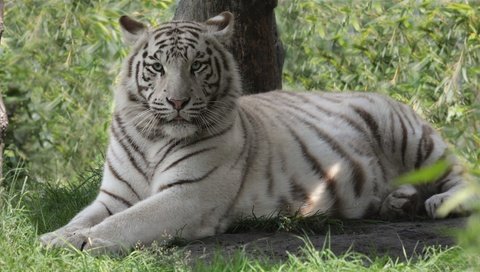 Обои тигр, морда, трава, взгляд, хищник, дикая кошка, белый тигр, tiger, face, grass, look, predator, wild cat, white tiger разрешение 2031x1080 Загрузить