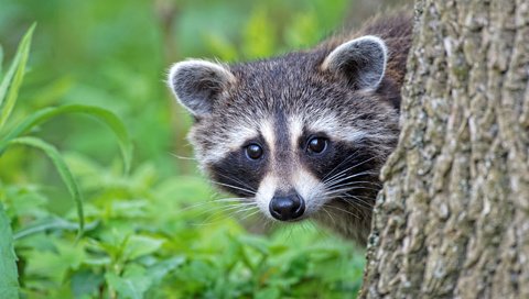 Обои трава, дерево, зелень, мордочка, взгляд, ствол, енот, grass, tree, greens, muzzle, look, trunk, raccoon разрешение 1920x1280 Загрузить