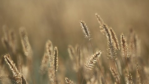 Обои трава, фон, лето, колоски, травинки, ко, grass, background, summer, spikelets, to разрешение 1920x1280 Загрузить