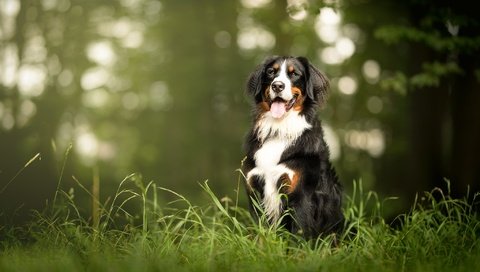 Обои морда, трава, взгляд, собака, язык, бернский зенненхунд, face, grass, look, dog, language, bernese mountain dog разрешение 2048x1326 Загрузить