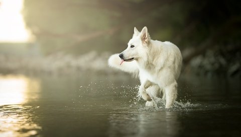 Обои вода, мордочка, взгляд, собака, язык, белая швейцарская овчарка, water, muzzle, look, dog, language, the white swiss shepherd dog разрешение 2048x1329 Загрузить