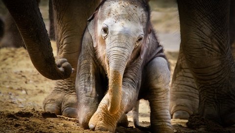 Обои животные, слоны, детеныш, слоненок, animals, elephants, cub, elephant разрешение 2048x1365 Загрузить