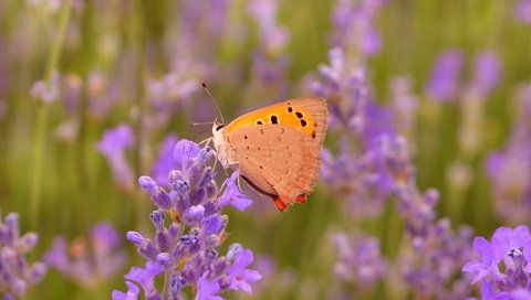 Обои цветы, макро, насекомое, лаванда, бабочка, крылья, flowers, macro, insect, lavender, butterfly, wings разрешение 3000x1876 Загрузить