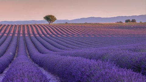 Обои цветы, дерево, поле, лаванда, франция, валансоль, flowers, tree, field, lavender, france, valensole разрешение 2048x1171 Загрузить