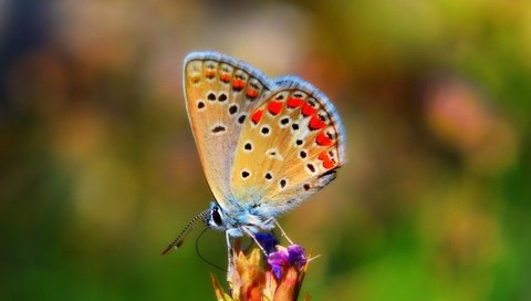 Обои природа, насекомое, бабочка, крылья, боке, nature, insect, butterfly, wings, bokeh разрешение 3000x1797 Загрузить