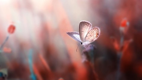 Обои цветы, насекомое, фон, бабочка, крылья, размытость, flowers, insect, background, butterfly, wings, blur разрешение 2500x1667 Загрузить