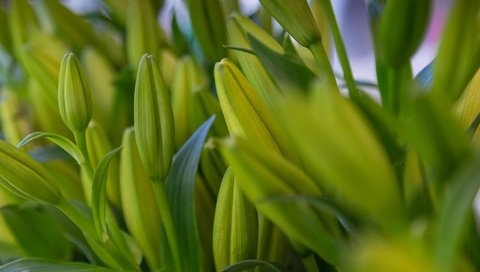 Обои цветы, бутоны, листья, макро, лилии, flowers, buds, leaves, macro, lily разрешение 2048x1365 Загрузить