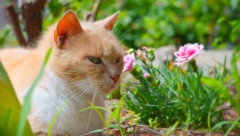 Обои цветы, трава, кот, мордочка, усы, кошка, взгляд, flowers, grass, cat, muzzle, mustache, look разрешение 2962x1877 Загрузить