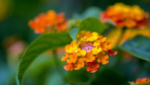 Обои цветы, листья, макро, фон, лантана, flowers, leaves, macro, background, lantana разрешение 2048x1397 Загрузить