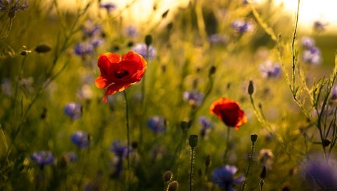 Обои цветы, природа, маки, стебли, васильки, flowers, nature, maki, stems, cornflowers разрешение 2048x1194 Загрузить