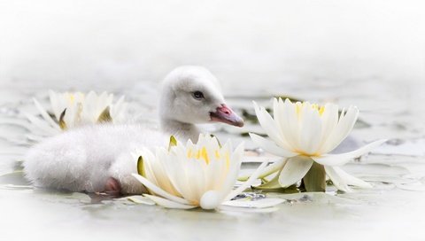 Обои цветы, вода, птенец, птица, клюв, лилии, лебедь, кувшинки, flowers, water, chick, bird, beak, lily, swan, water lilies разрешение 1920x1105 Загрузить