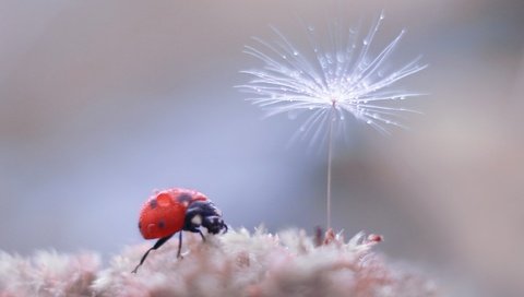 Обои жук, насекомое, фон, божья коровка, боке, пушинка, былинка, beetle, insect, background, ladybug, bokeh, fluff, blade of grass разрешение 2500x1886 Загрузить