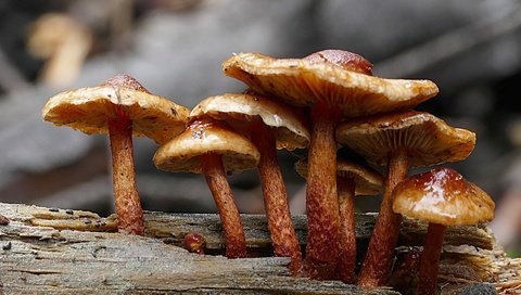 Обои грибы, семейка, ложноопёнок, ядовитые, mushrooms, family, lineopen, poisonous разрешение 3038x1949 Загрузить