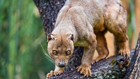 Обои морда, дерево, животные, лапы, когти, зоопарк, фосса, face, tree, animals, paws, claws, zoo, fossa разрешение 4496x2529 Загрузить