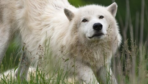 Обои морда, трава, природа, взгляд, белый, волк, арктический волк, face, grass, nature, look, white, wolf, arctic wolf разрешение 2048x1280 Загрузить