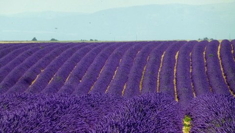 Обои цветы, поле, лаванда, горизонт, франция, плантация, валансоль, flowers, field, lavender, horizon, france, plantation, valensole разрешение 4182x2337 Загрузить