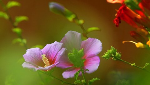 Обои цветы, поле, лепестки, луг, растение, стебель, мальва, flowers, field, petals, meadow, plant, stem, mallow разрешение 2316x1438 Загрузить