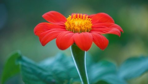 Обои природа, макро, цветок, лепестки, титония, мексиканский подсолнух, nature, macro, flower, petals, titania, mexican sunflower разрешение 4288x2848 Загрузить