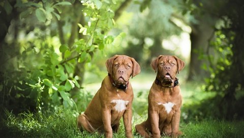 Обои трава, природа, листья, пара, собаки, бордоский дог, две собаки, grass, nature, leaves, pair, dogs, dogue de bordeaux, two dogs разрешение 6000x4000 Загрузить