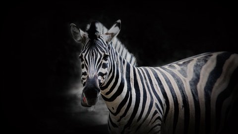 Обои морда, природа, зебра, фон, взгляд, face, nature, zebra, background, look разрешение 2048x1257 Загрузить