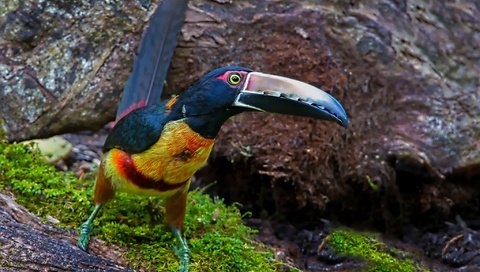 Обои птица, тукан, клюв, ошейниковый арасари, bird, toucan, beak, collared aracari разрешение 2048x1338 Загрузить