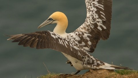 Обои скала, крылья, птица, клюв, перья, олуша, северная олуша, rock, wings, bird, beak, feathers, gannet, the northern gannet разрешение 2048x1260 Загрузить